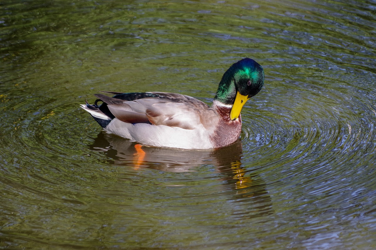 pond  reflection  water free photo