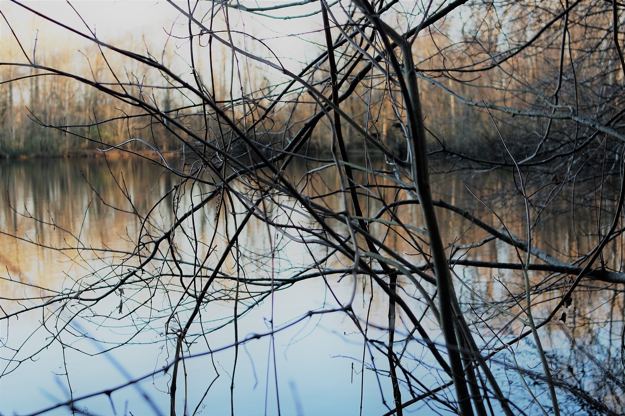 pond  trees  woods free photo