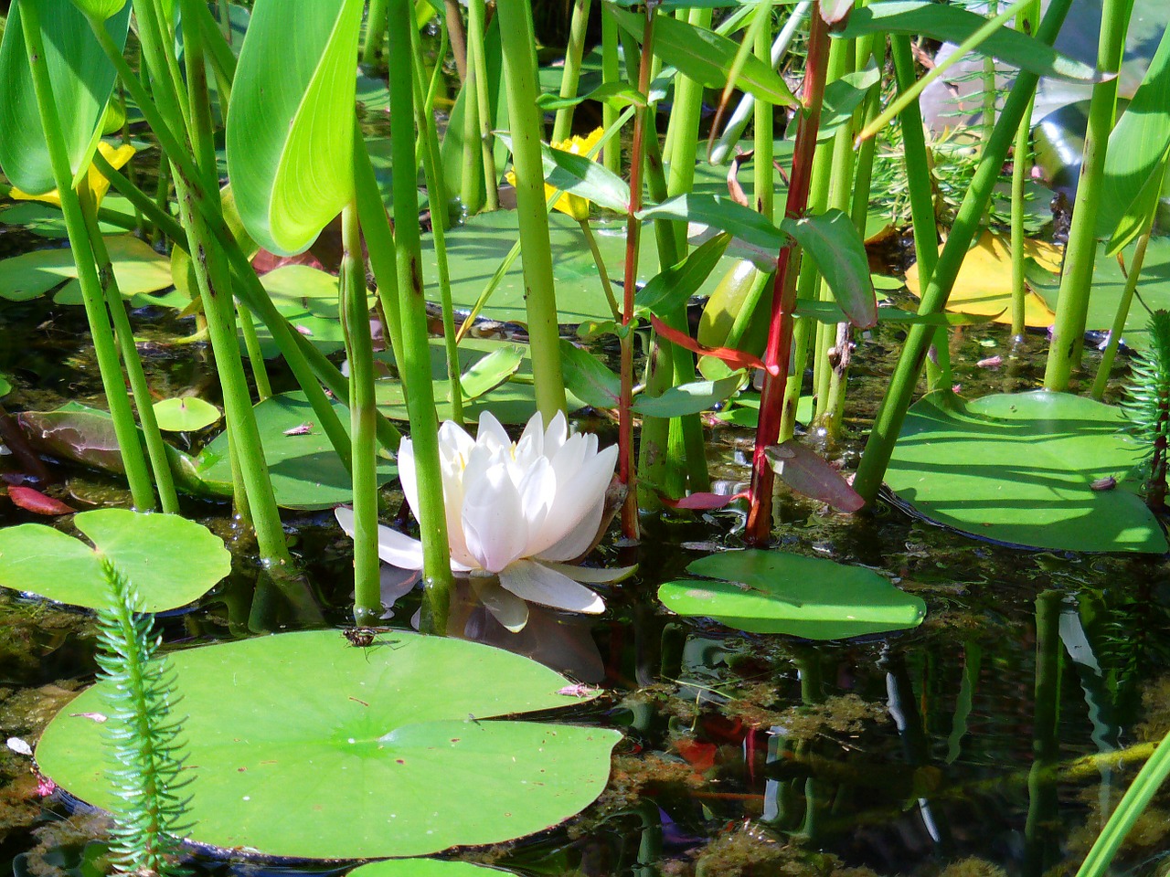 pond water lily lake free photo