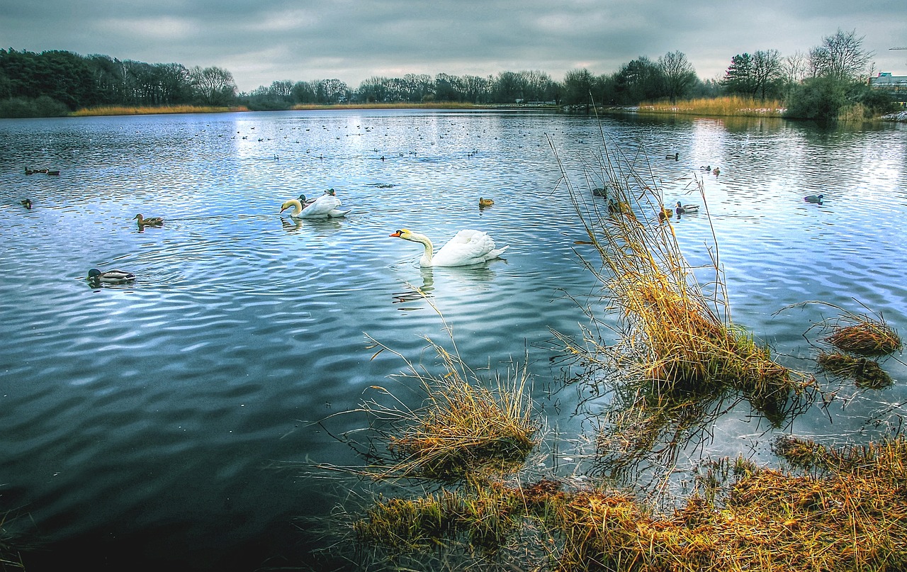 pond  swan  water free photo