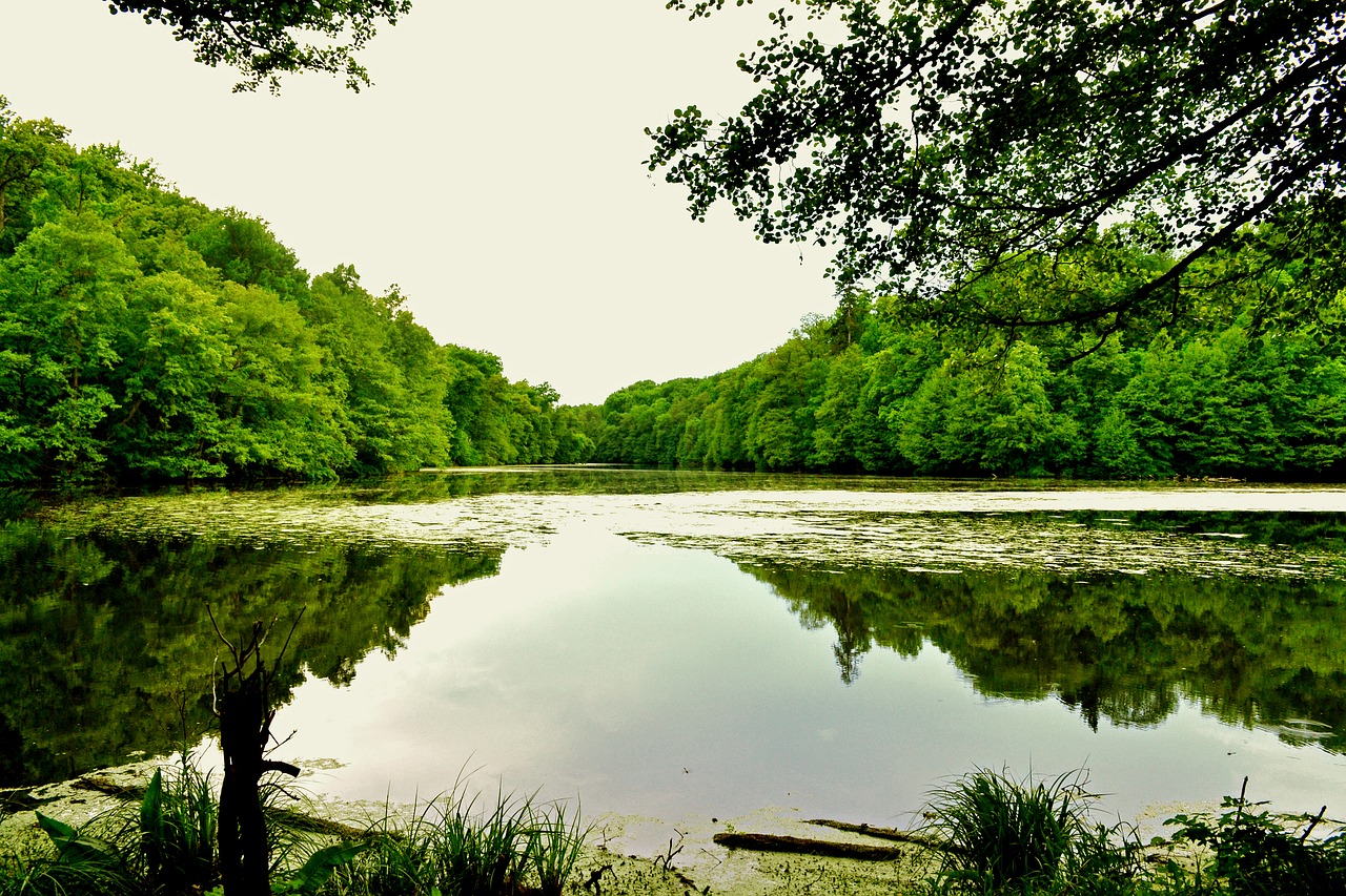 pond  river  nature free photo