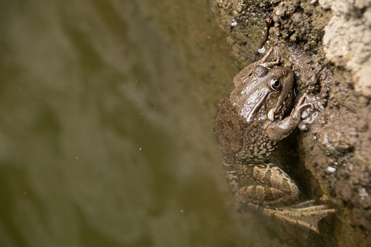 pond  water  frog free photo