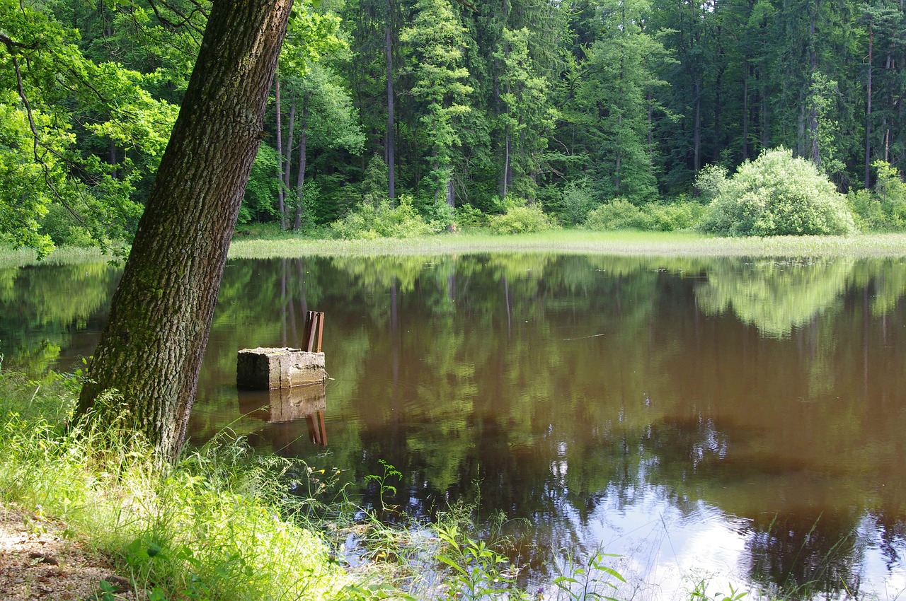 pond  nature  water free photo