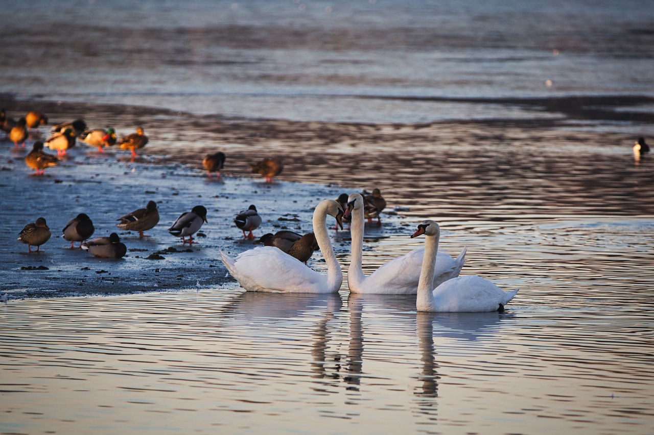 pond  swans  ice free photo