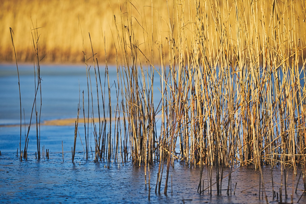 pond  reed  lake free photo