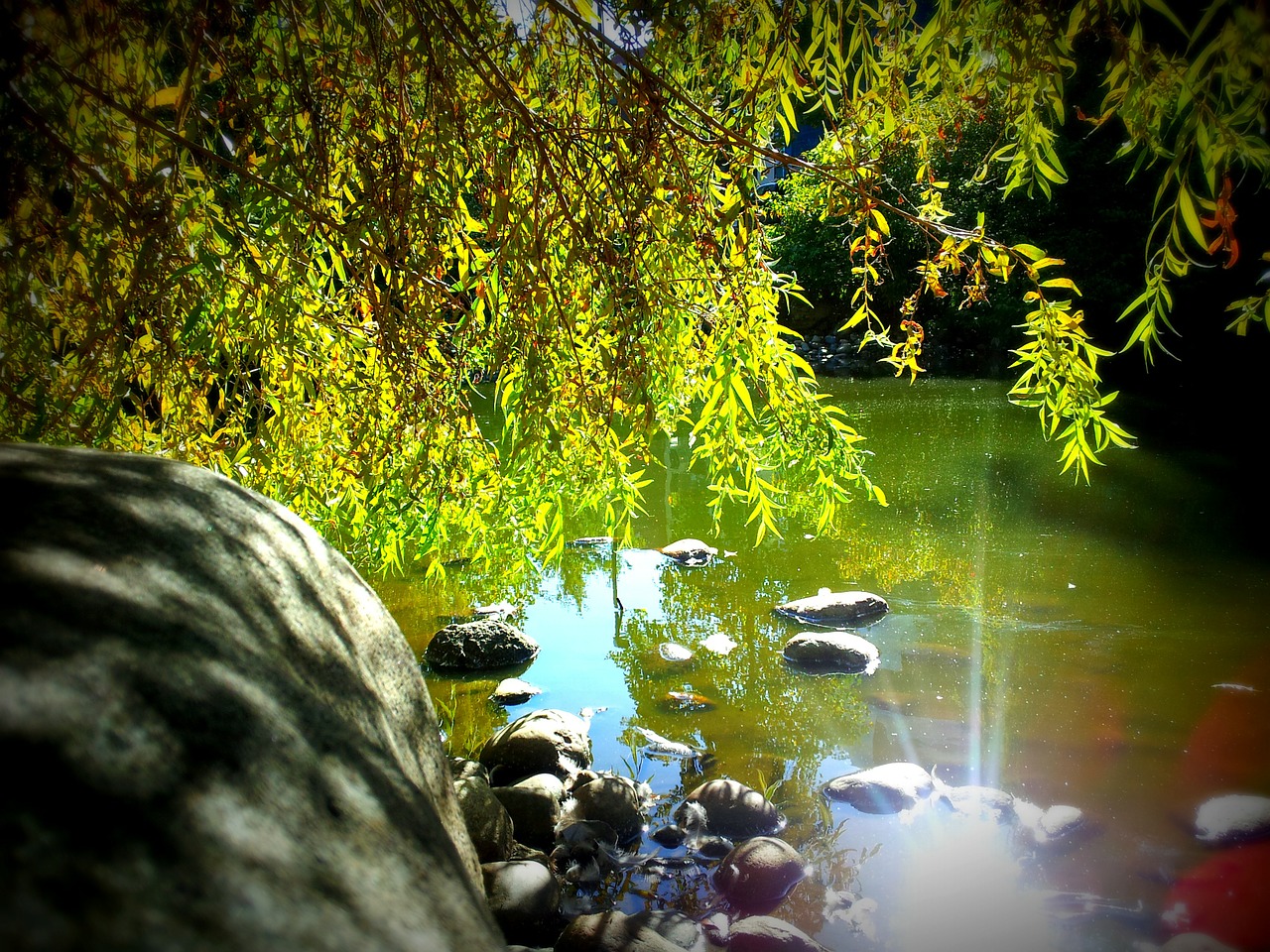 pond water trees free photo