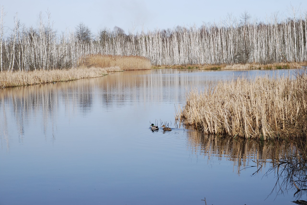 pond  water  ducks free photo