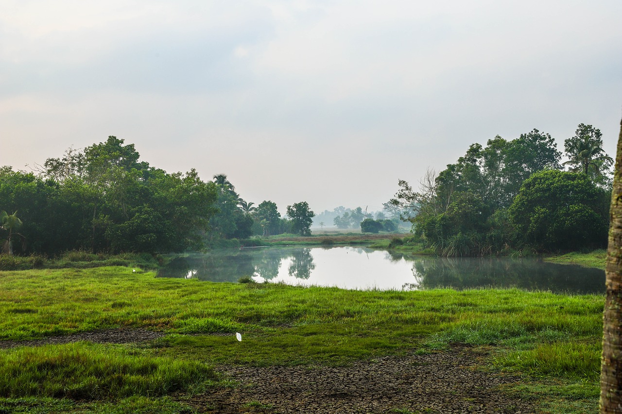 pond  nature  water free photo