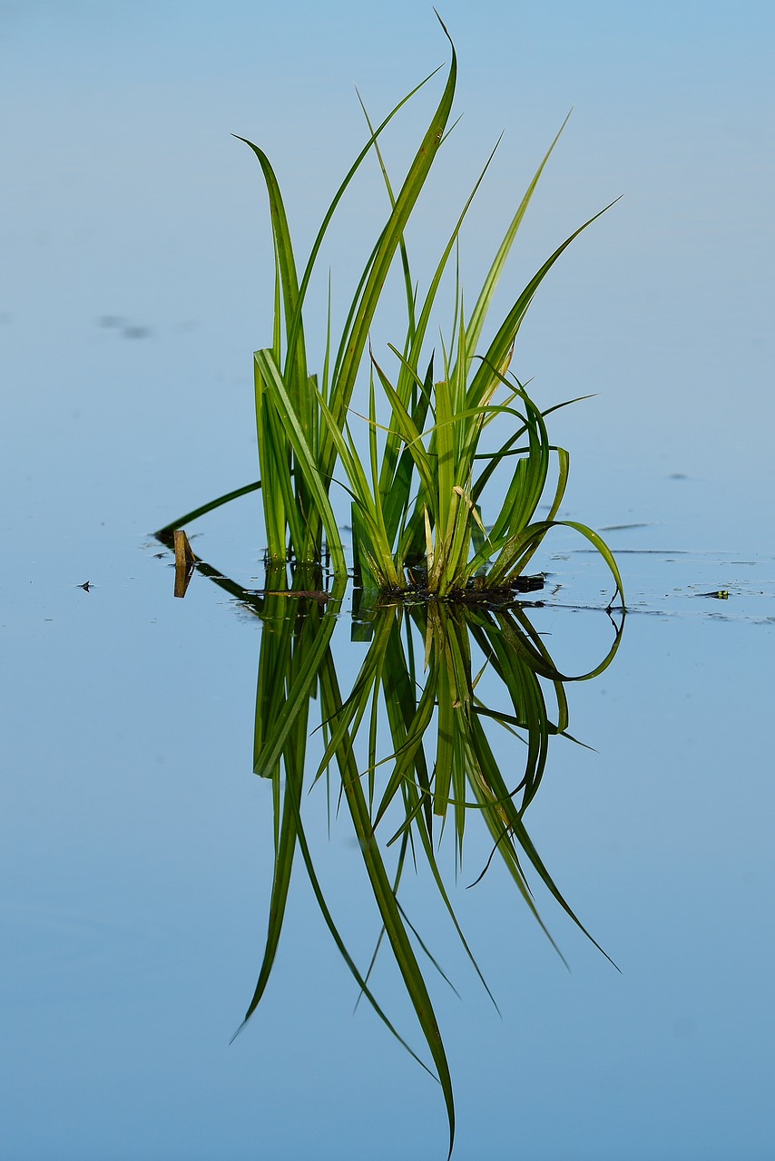 pond  grass  green free photo