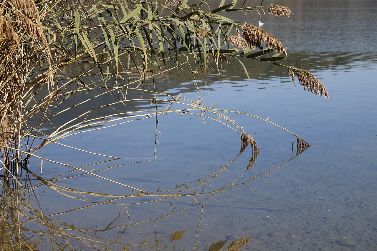 pond  reeds  bambu free photo