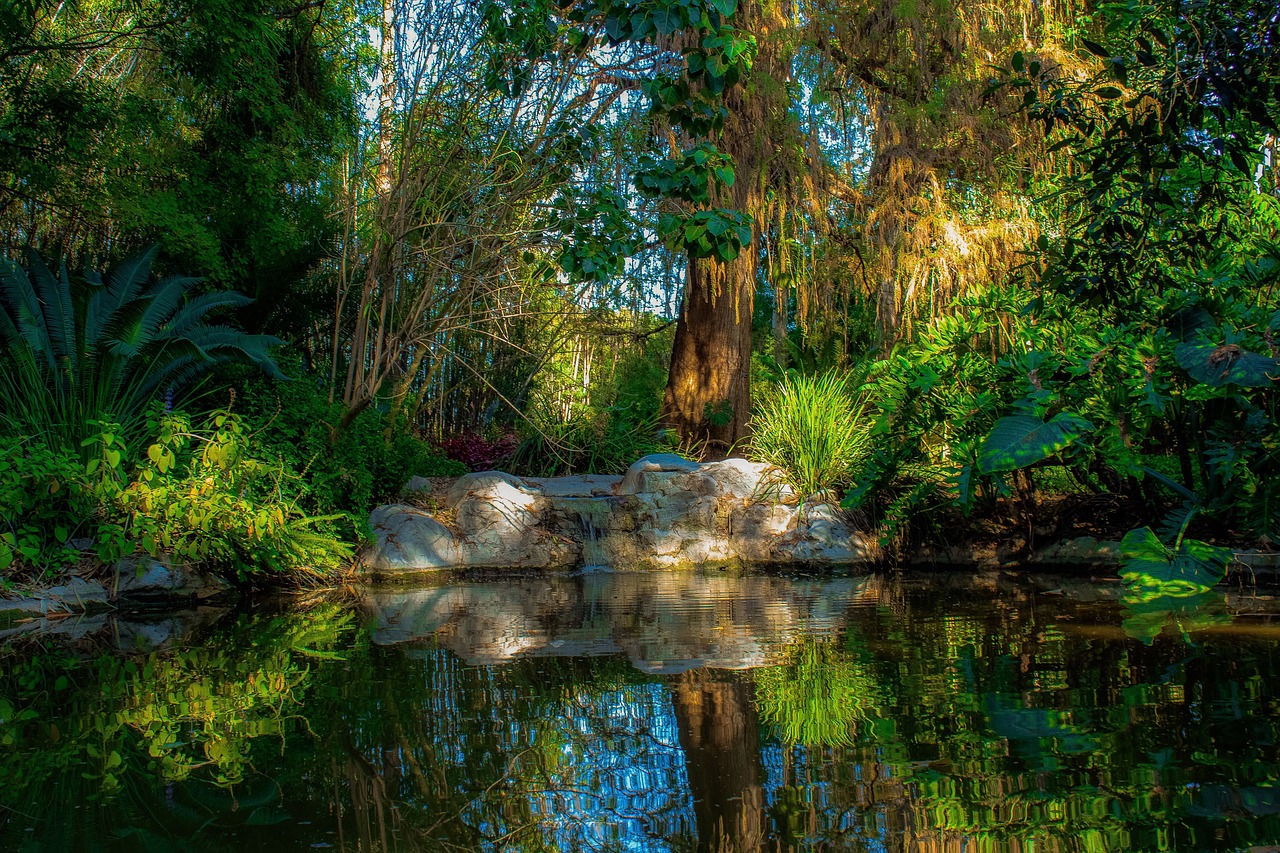 pond  peaceful  nature free photo