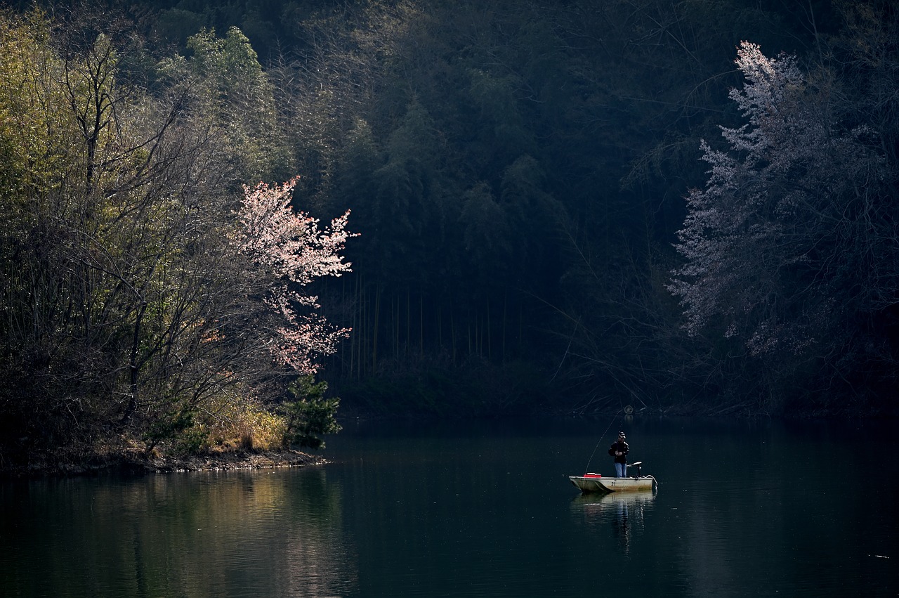 pond  fishing  sakura free photo