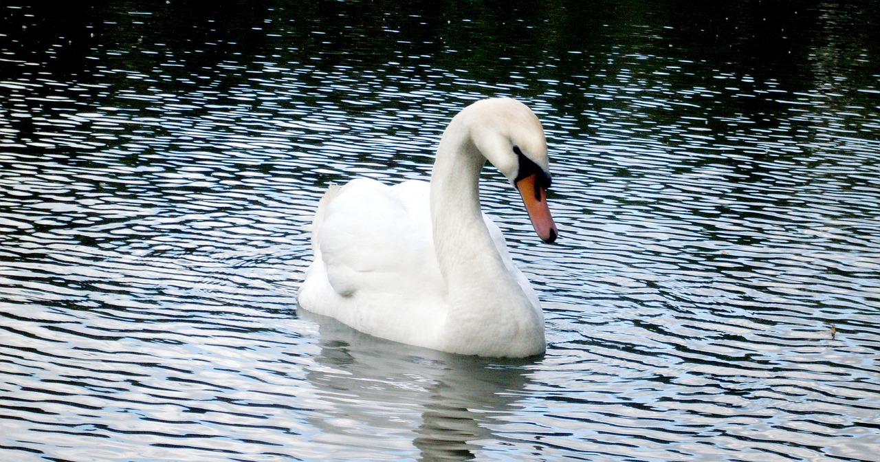 pond  swan  moscow free photo