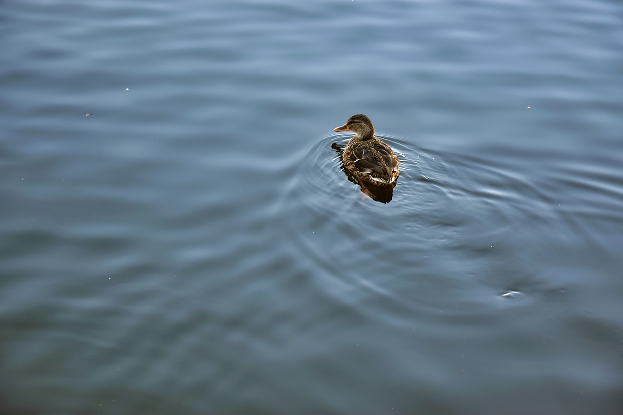 pond  duck  wild free photo