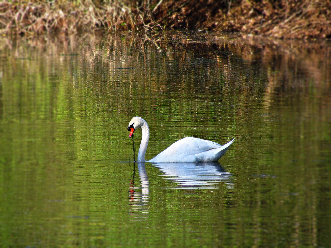 pond  swan  floats free photo