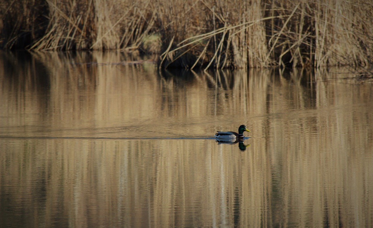 pond  mare  duck free photo