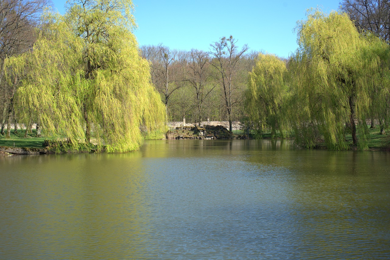 pond  spring  calden free photo