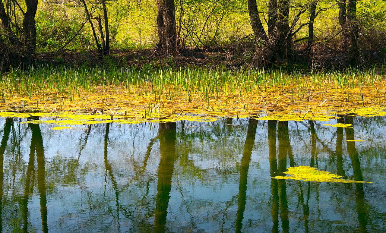 pond  lake  the water free photo