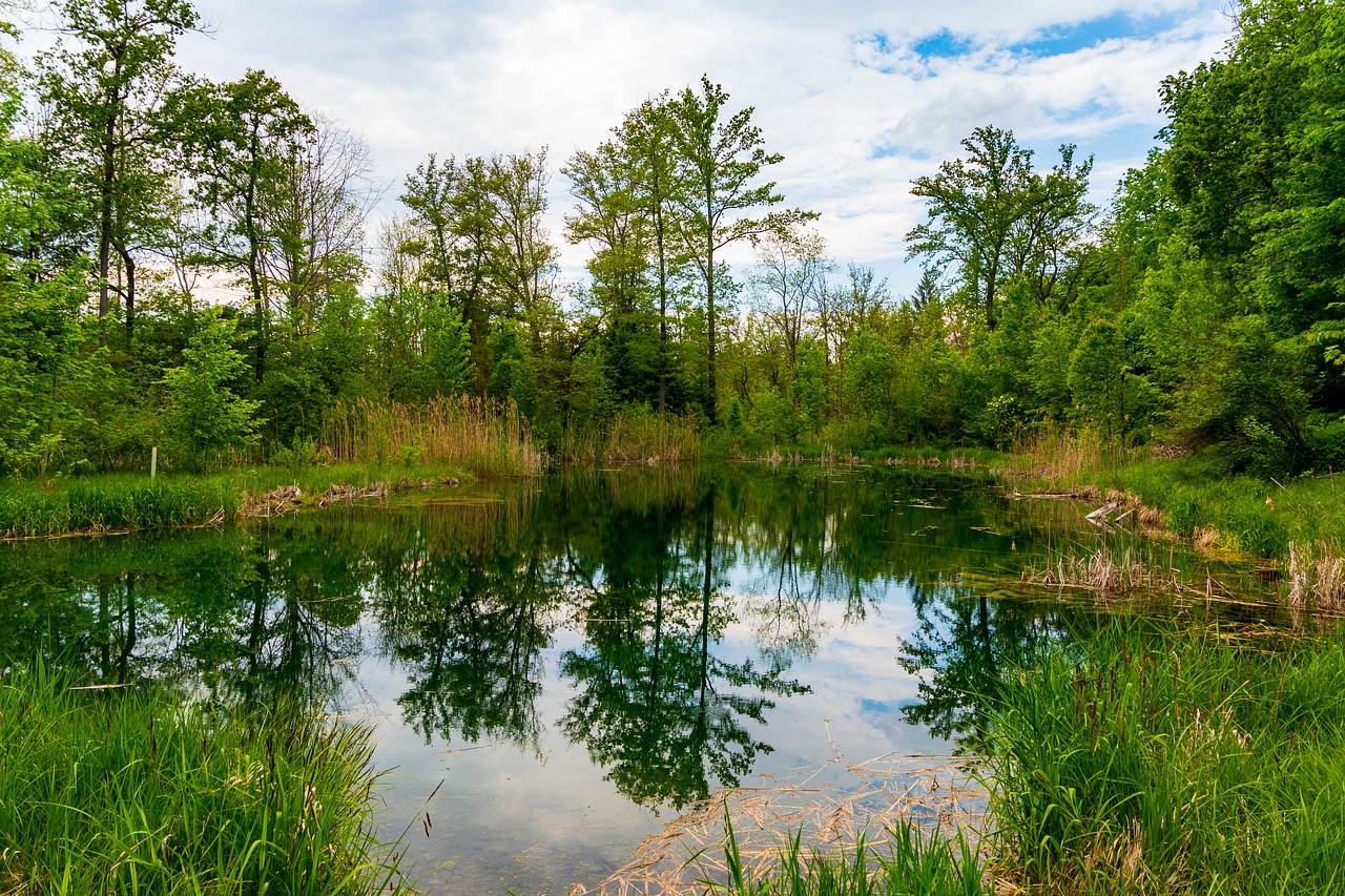 pond  nature  water free photo