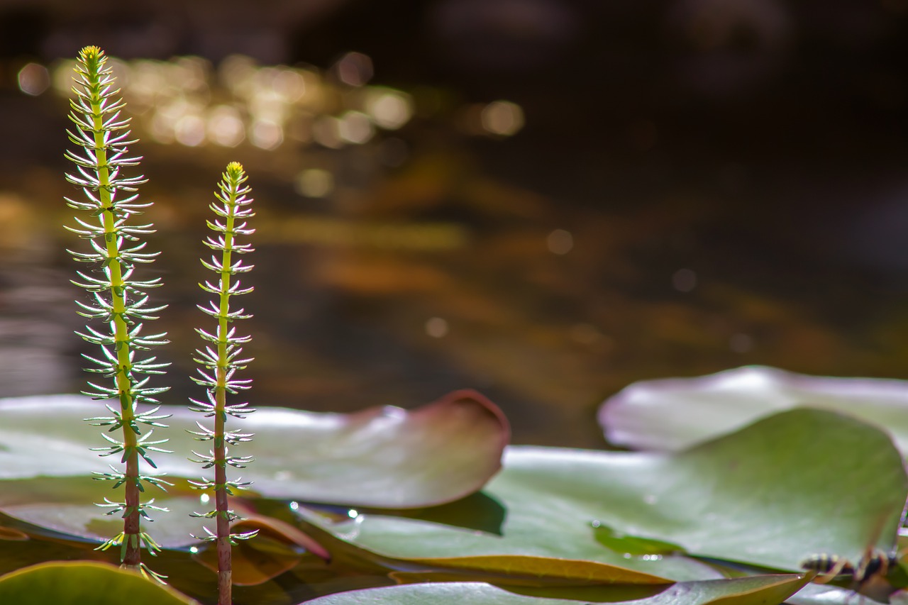 pond  fir fronds  plant free photo