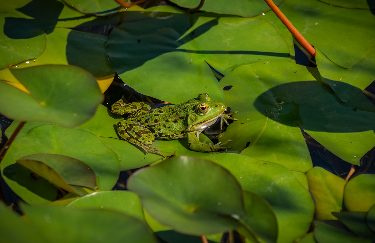 pond  lily pad  frog free photo