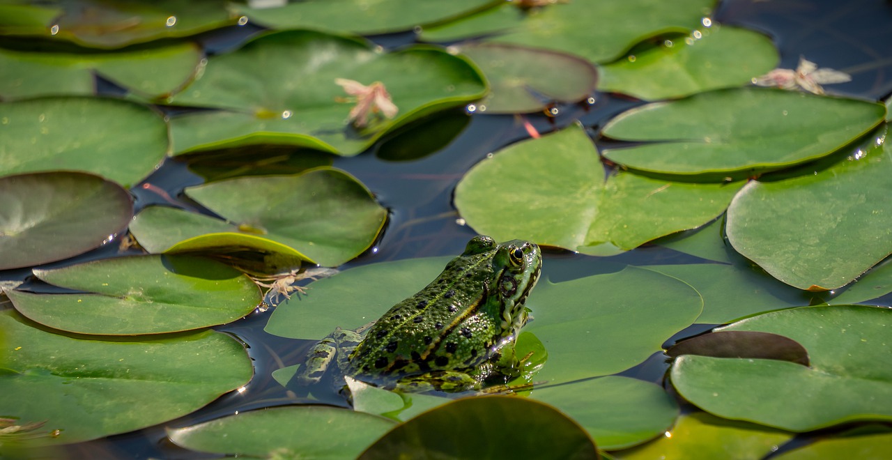 pond  lily pad  frog free photo