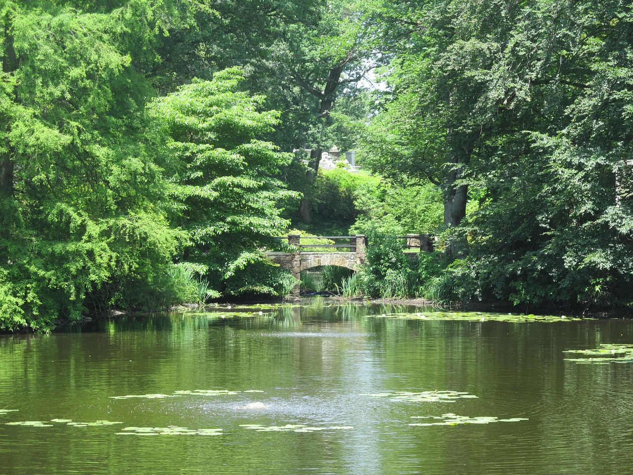 pond summer green free photo