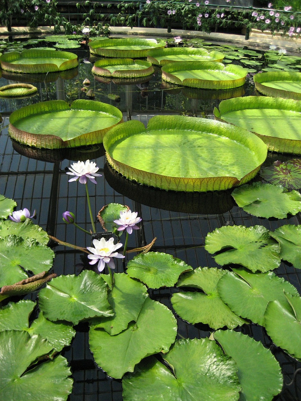 pond lily pad kew gardens free photo