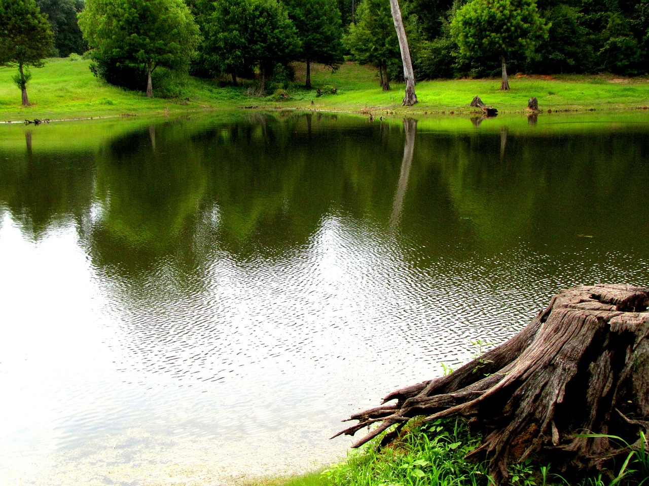 pond water green free photo