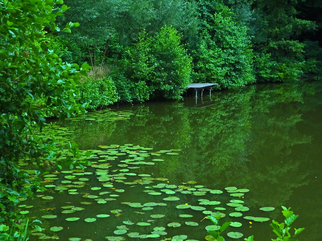 pond lake water lilies free photo