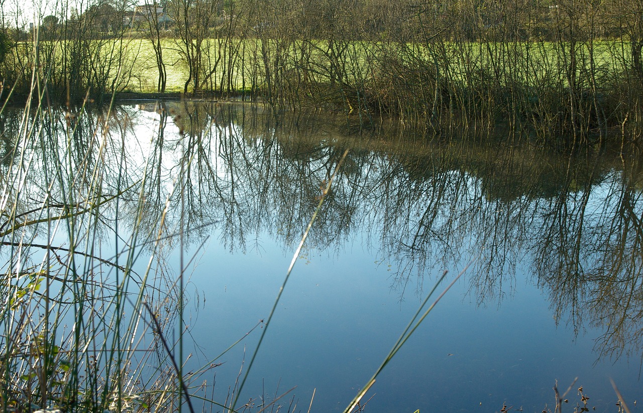 pond winter lake free photo