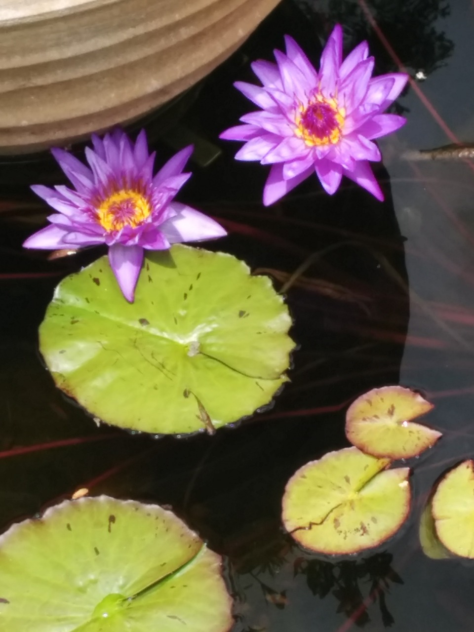 pond summer plant free photo