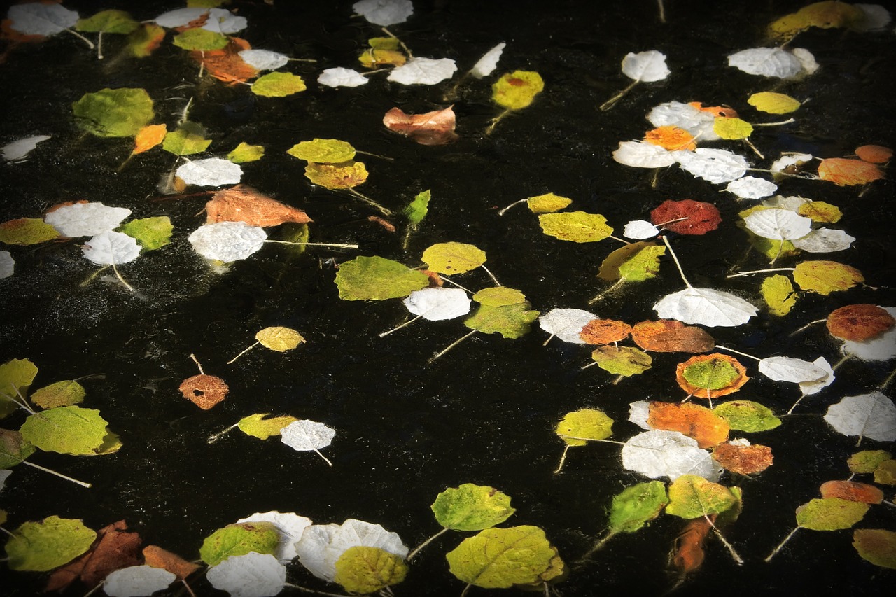 pond leaves plants free photo