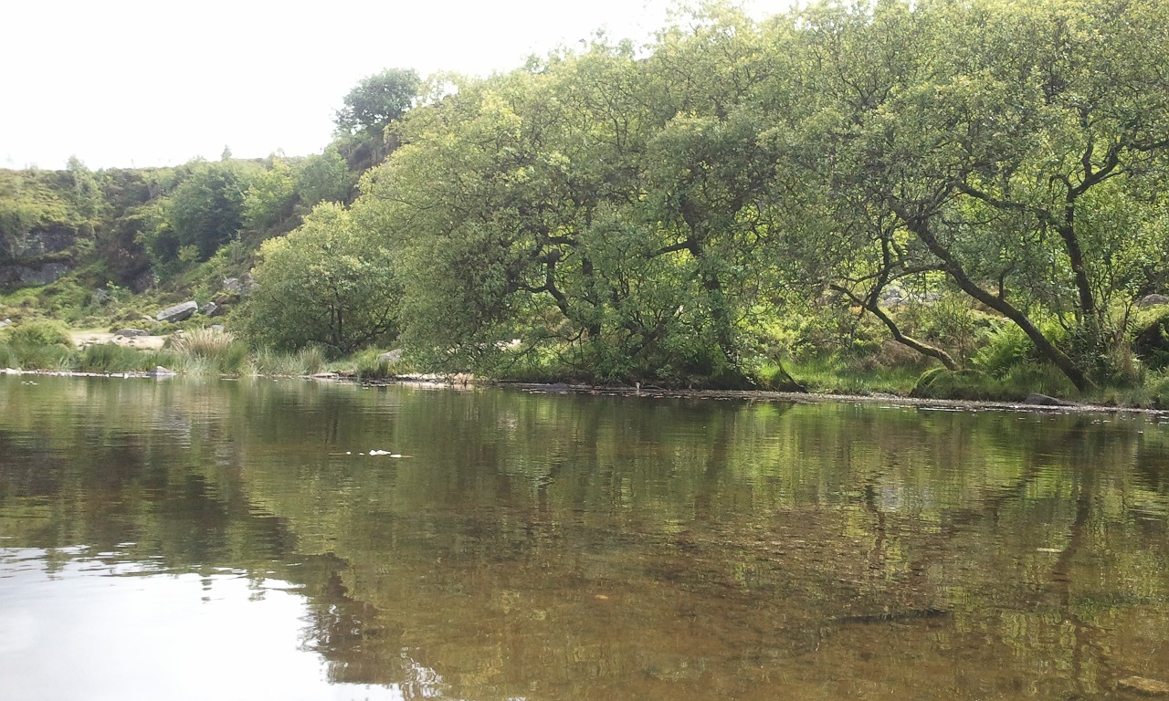 pond lake water free photo