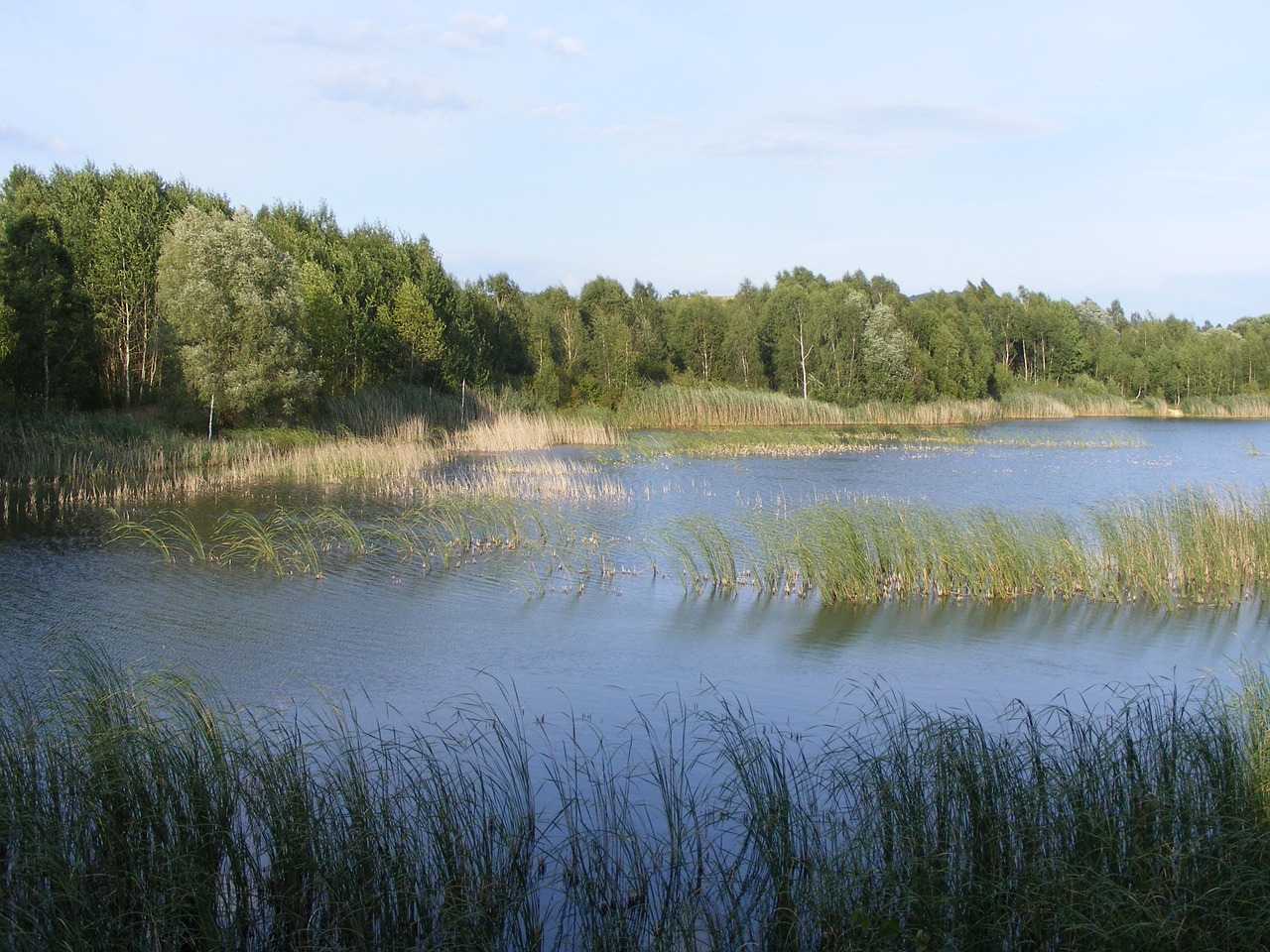 pond nature grass free photo