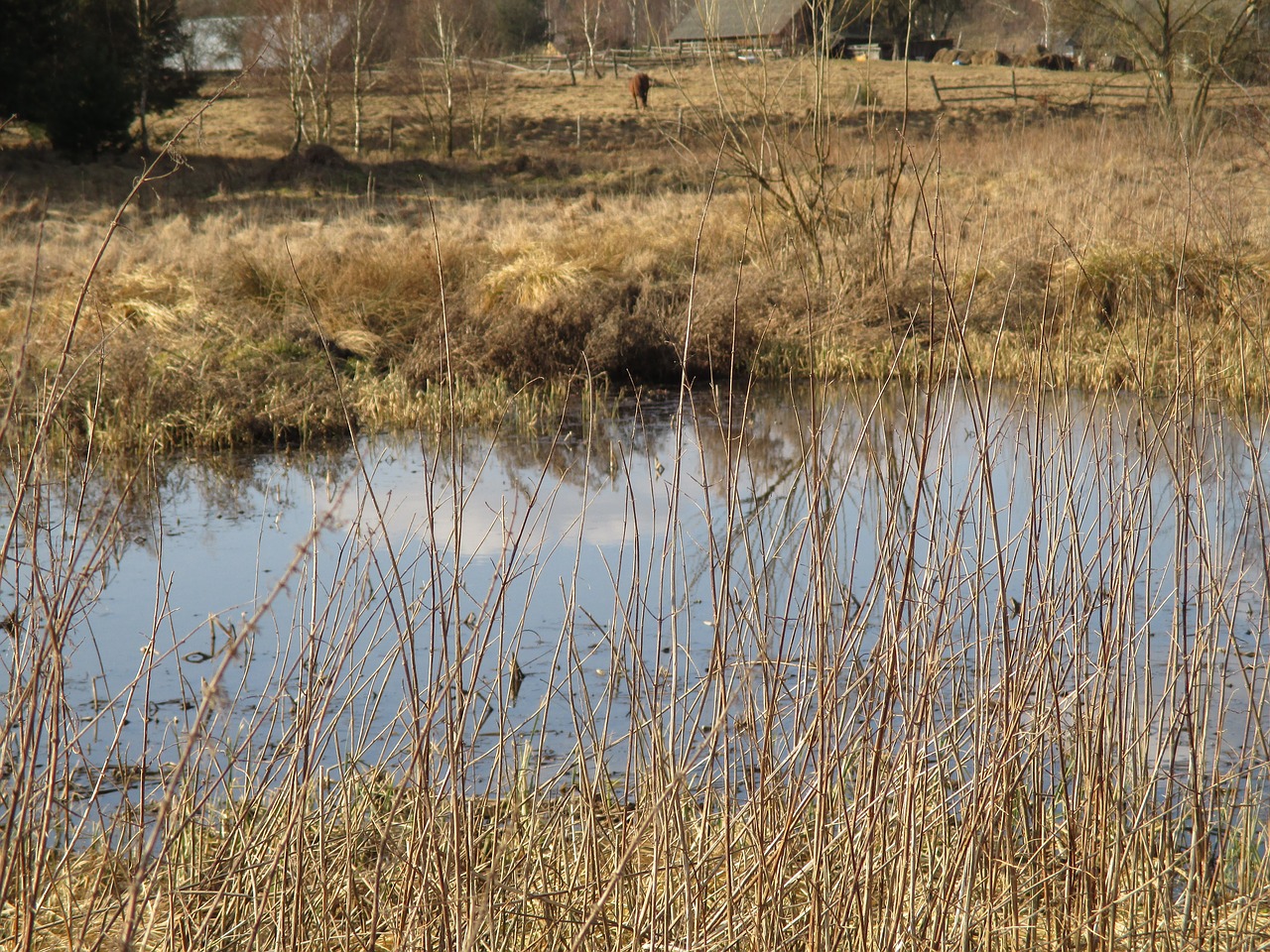 pond meadow reflection free photo