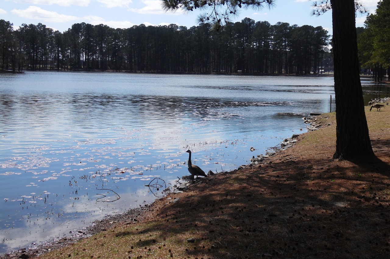 pond nature water free photo