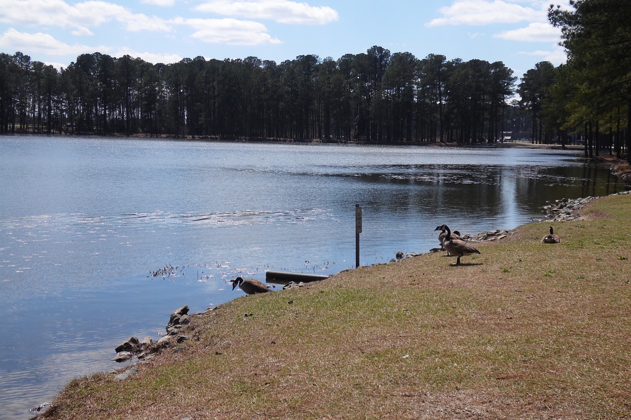 pond lake water free photo