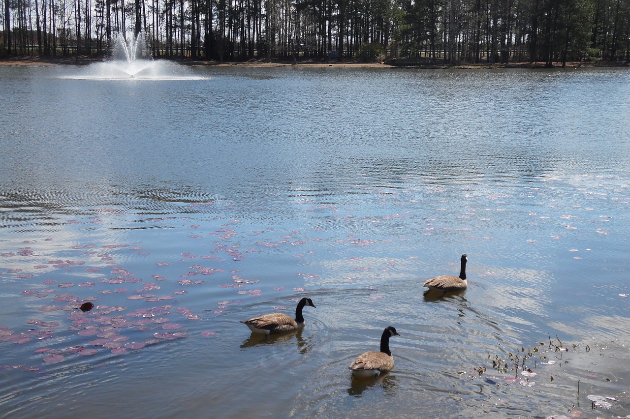 pond lake water free photo