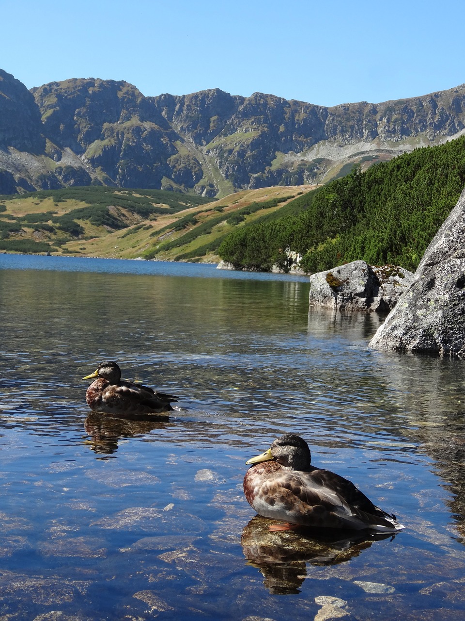 pond water mountains free photo