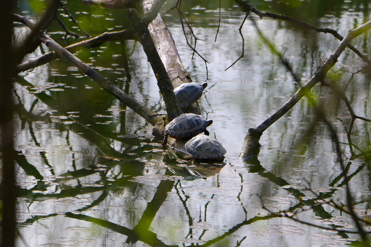 pond turtles sun free photo