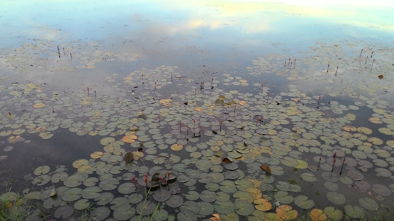 pond lotus free pictures free photo