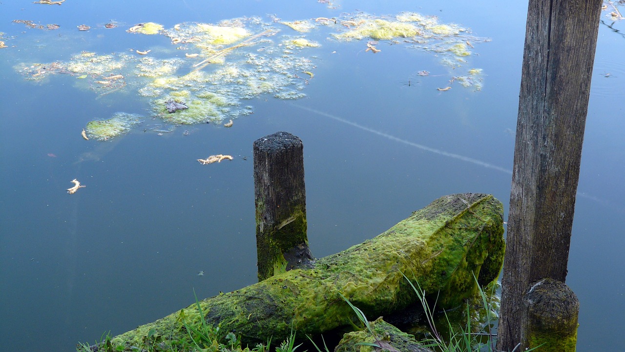 pond water nature free photo