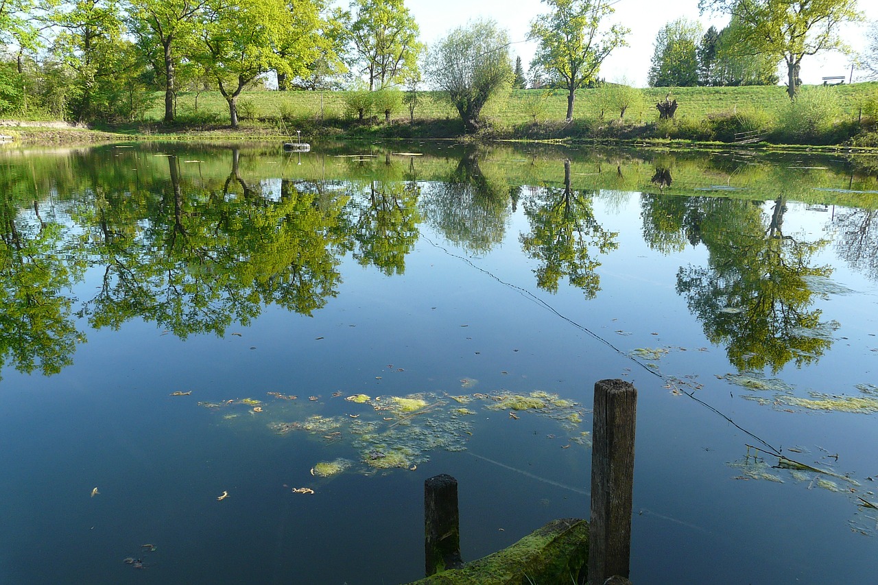 pond water reflection idyllic free photo