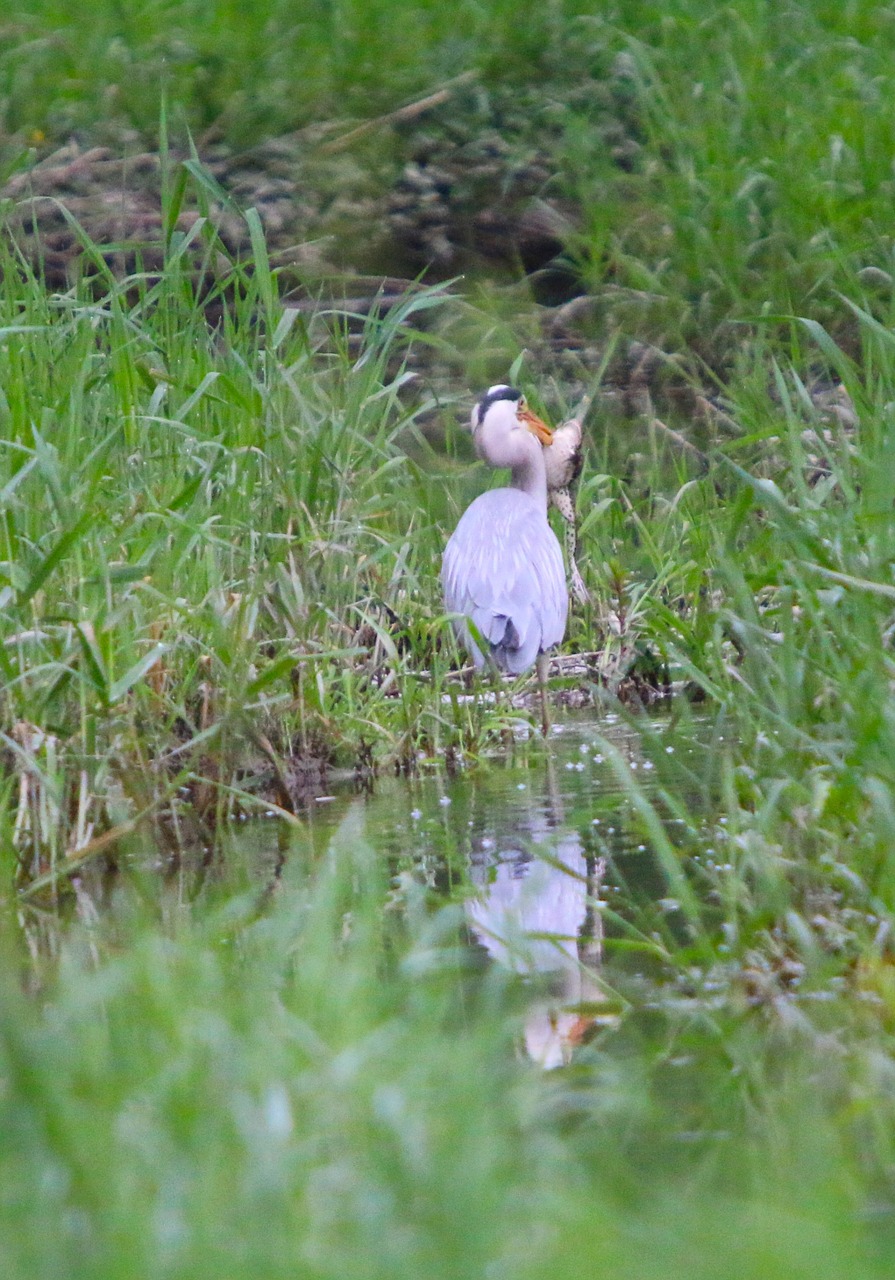 pond animals birds free photo