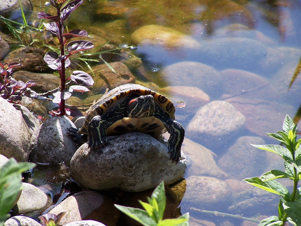 pond turtle nature free photo