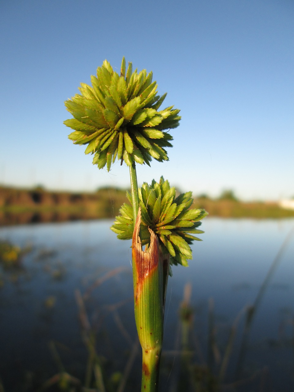 pond plant water free photo