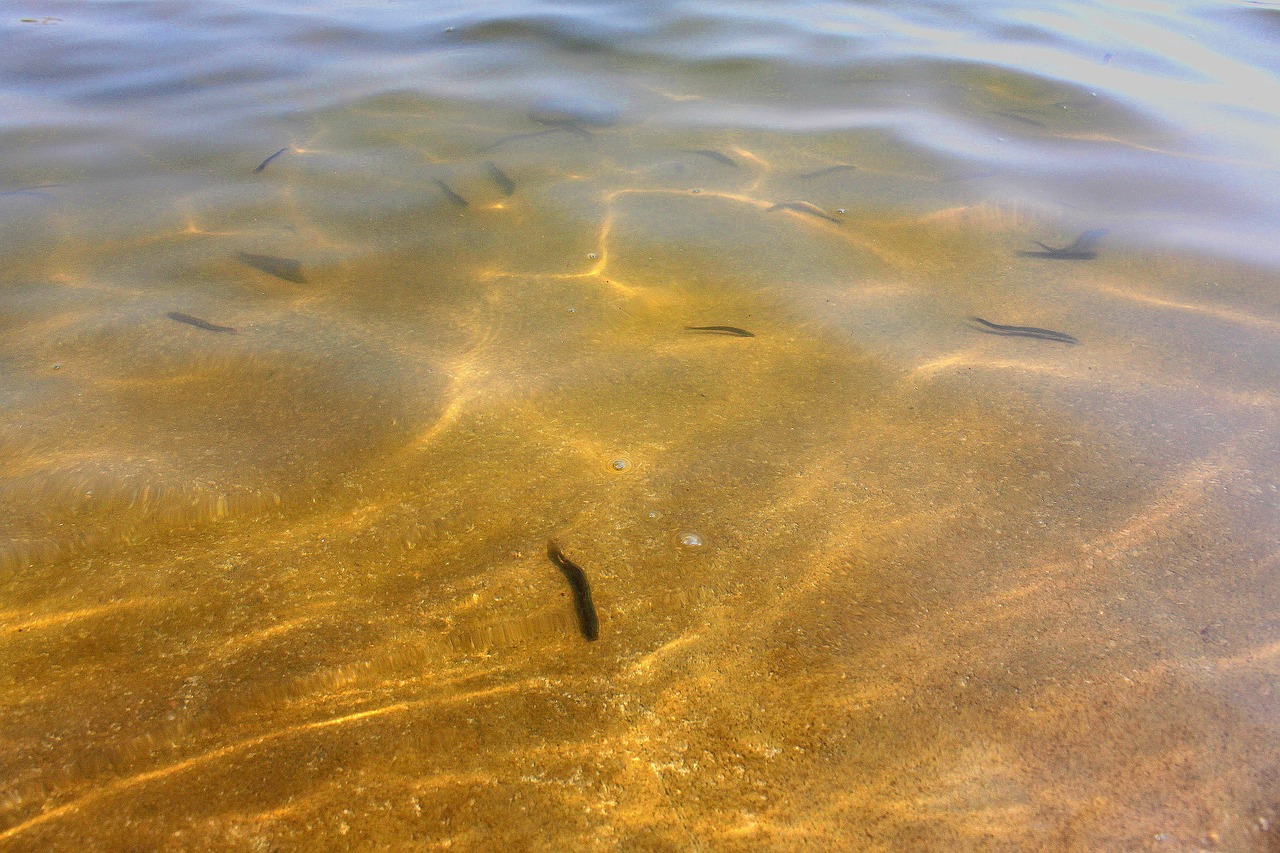 pond water loach free photo