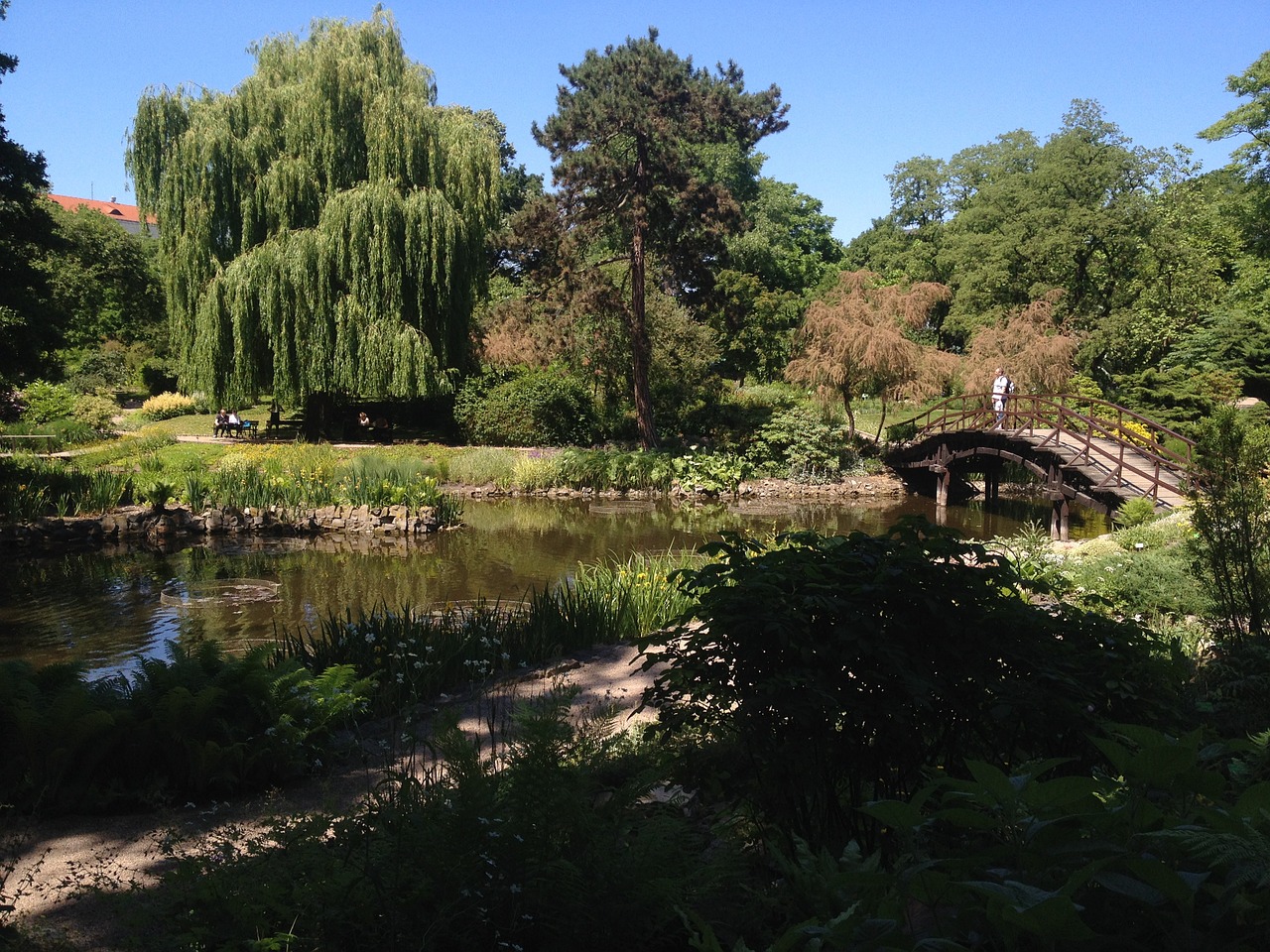 pond water tree free photo