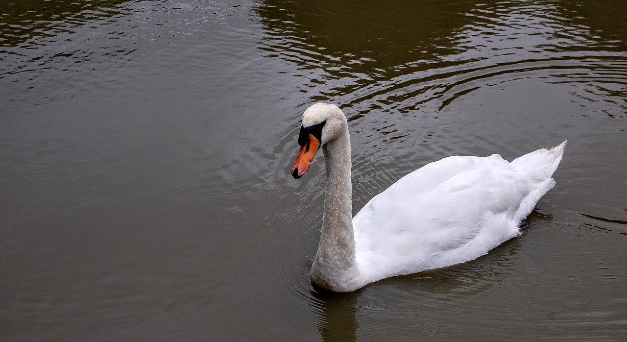 pond white bird free photo